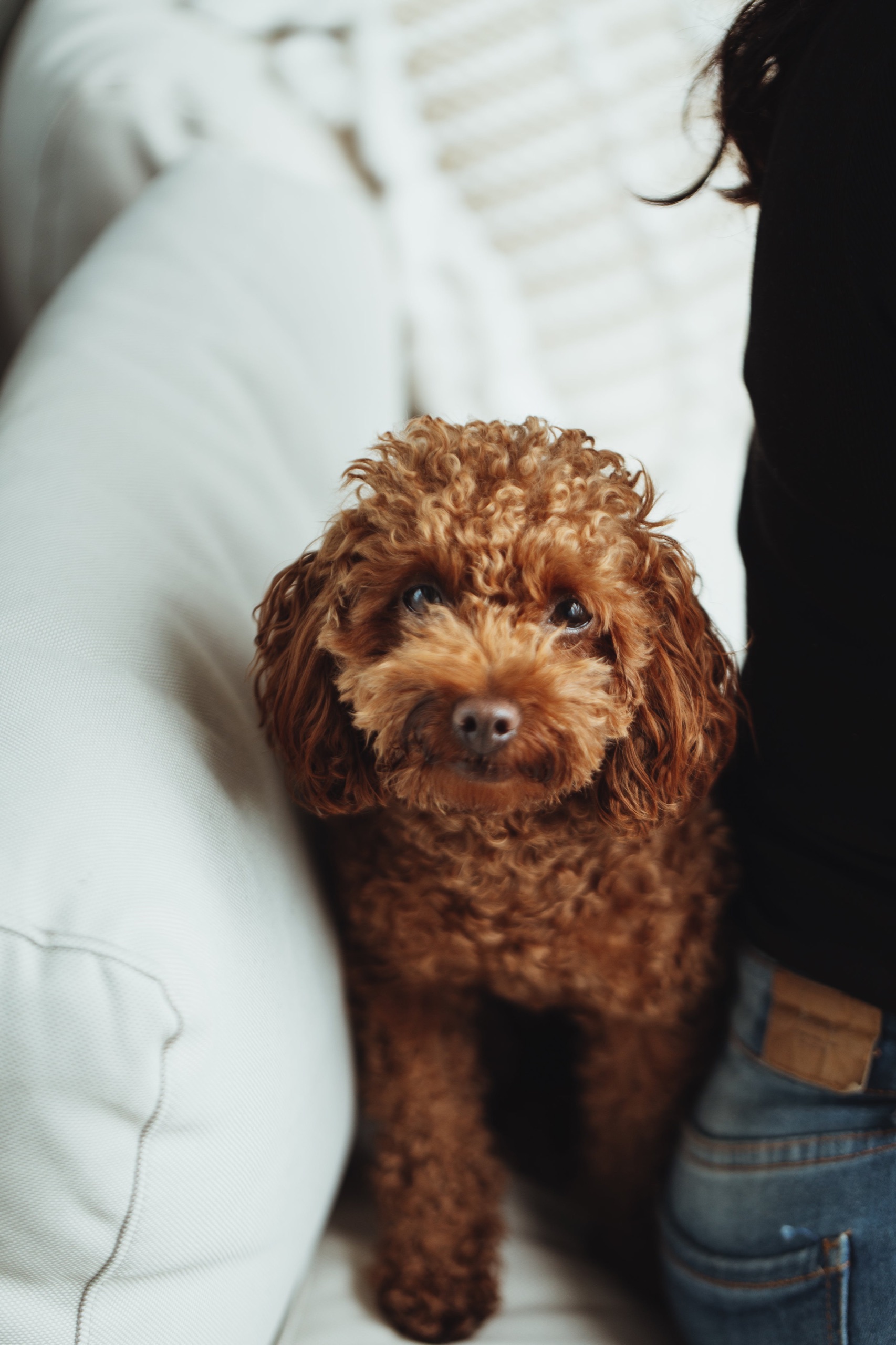 Brown puppy being gently held before its first grooming session