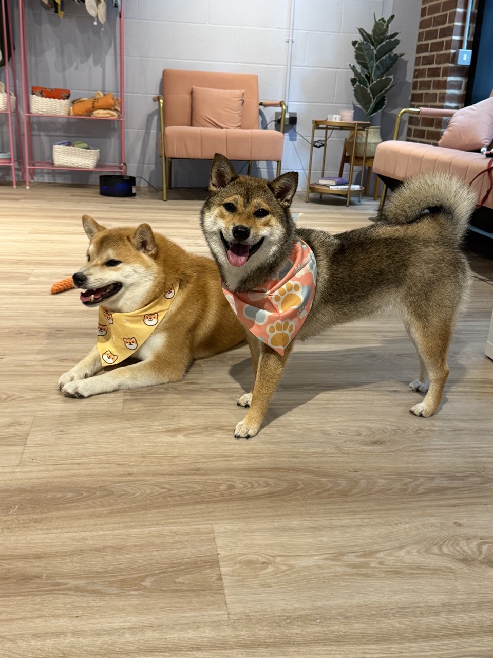 Double-coated Shiba Inu with a healthy full coat