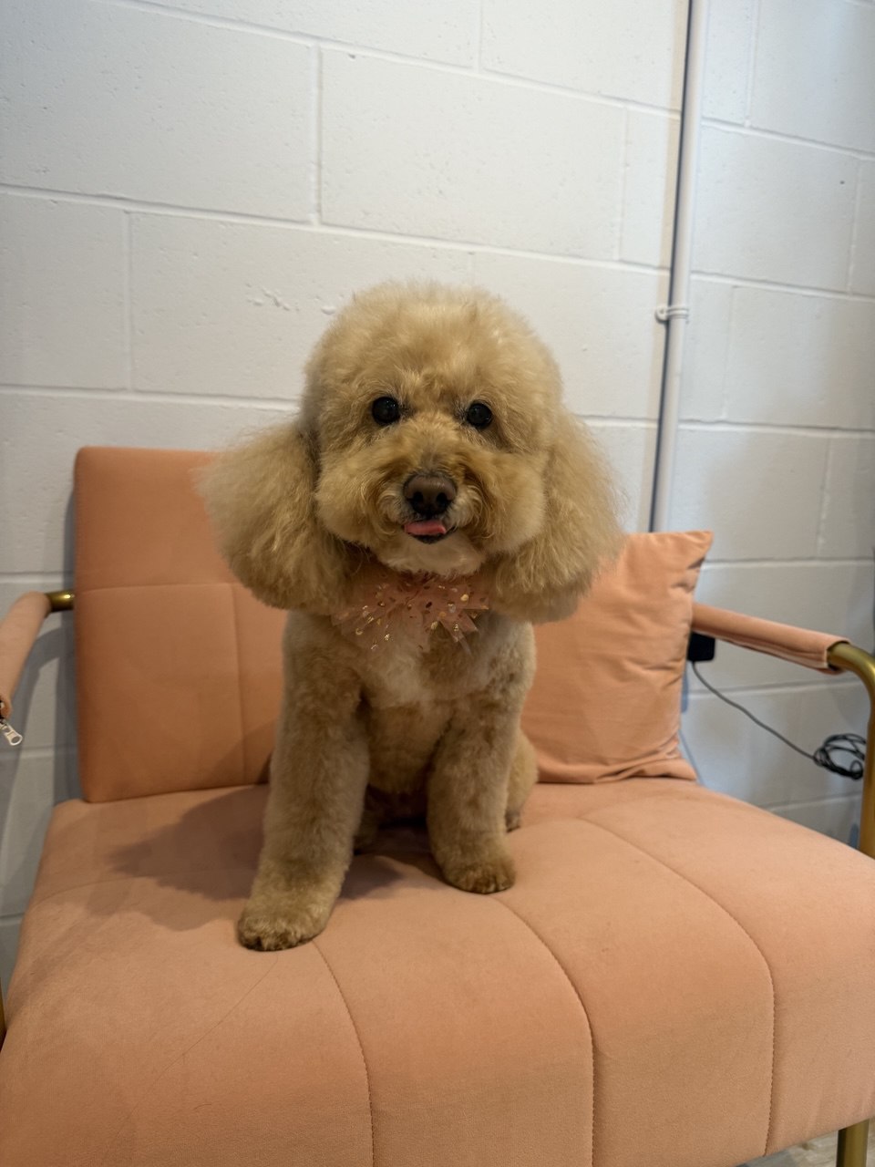Apricot doodle with a neat curly coat after grooming